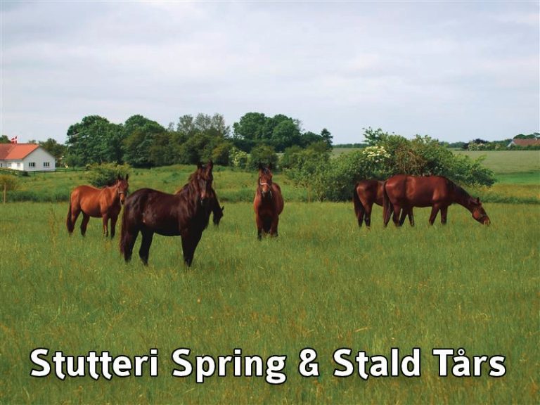 Stutteri Spring og Stald Tårs